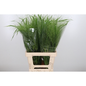 Panicum Fountain