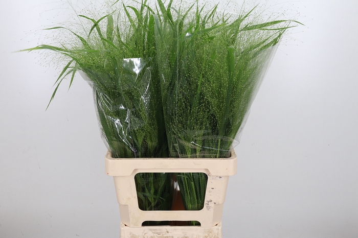 <h4>Panicum Fountain</h4>