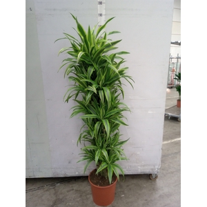 Dracaena fr de 'LemonLime'