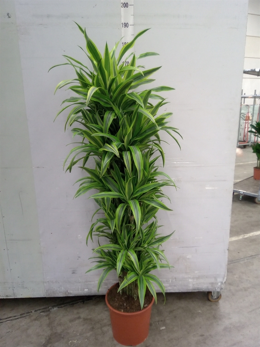 Dracaena fr de 'LemonLime'