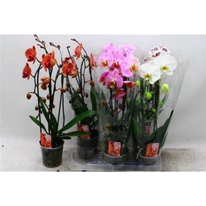 Phal El Cascade