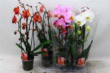 <h4>Phal El Cascade</h4>