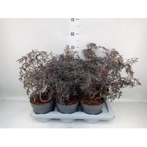 Sambucus nigra 'Black Lace'