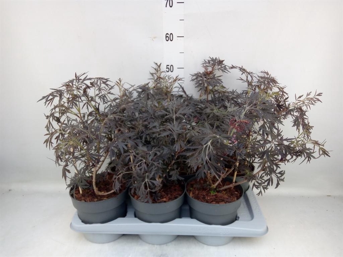 <h4>Sambucus nigra 'Black Lace'</h4>