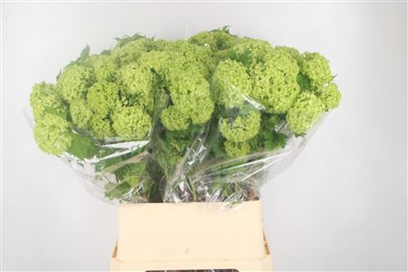 <h4>Viburnum Roseum St 2+</h4>