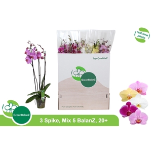 PHAL GEM 5 KL