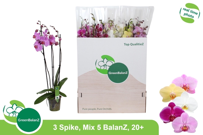 <h4>PHAL GEM 5 KL</h4>