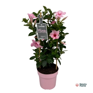 Mandevilla Sundaville Cream Pink in toren (Dipladenia)