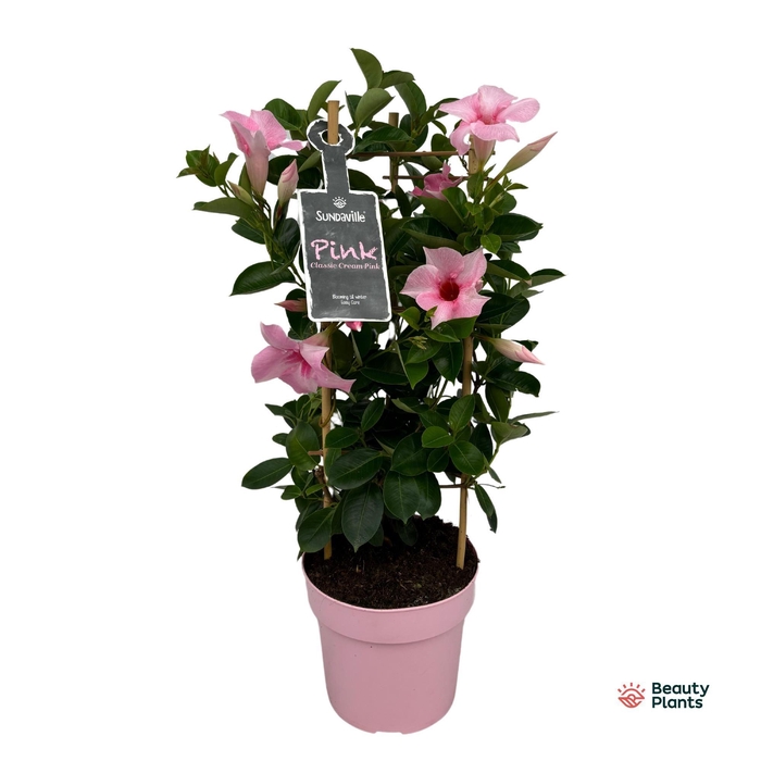 <h4>Mandevilla Sundaville Cream Pink in toren (Dipladenia)</h4>