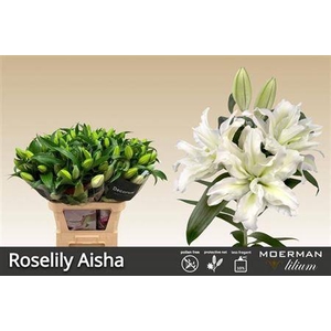 Li Or Du Rl Aisha 4+