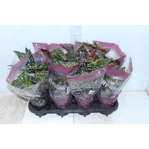 BEGONIA MACULATA SPOTLIGHT GREEN P13