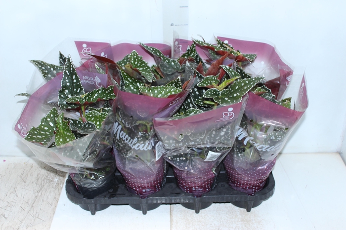 <h4>BEGONIA MACULATA SPOTLIGHT GREEN P13</h4>