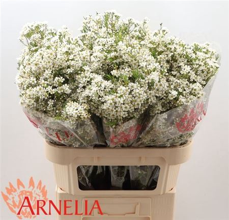 <h4>Chame Pelaco</h4>