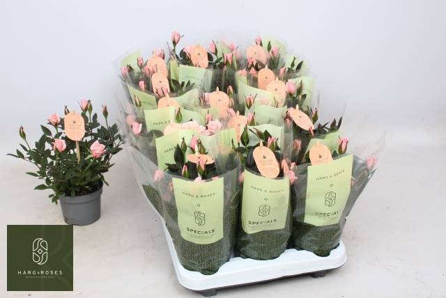 <h4>RO ROSAROMA PINK</h4>