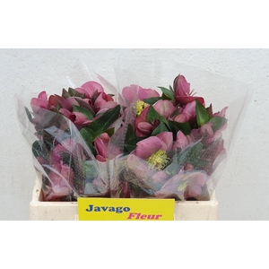 HELL FRK PIPPAS PURP