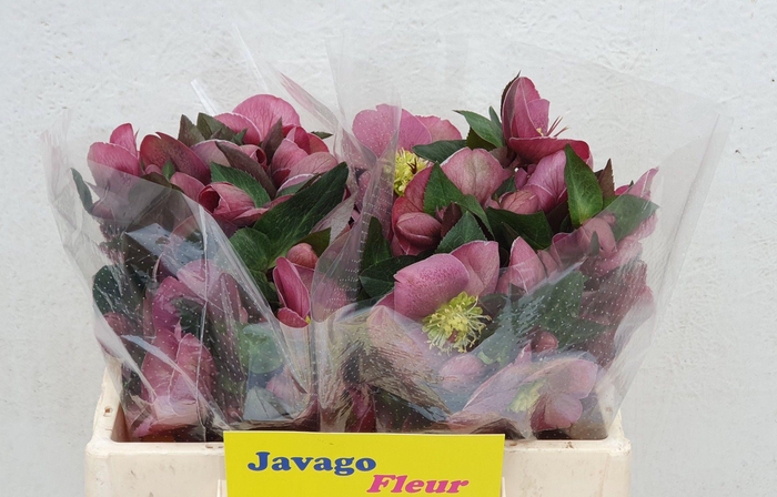 <h4>HELL FRK PIPPAS PURP</h4>