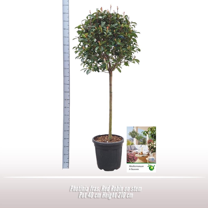 <h4>Photinia fraseri</h4>