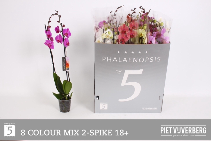 <h4>PHAL GEM 8 KL</h4>