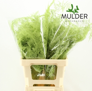 Asp Klb H% Extra Veren Mint Green