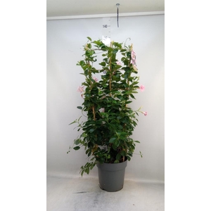 Mandevilla am. 'Sundav Cream Pink'