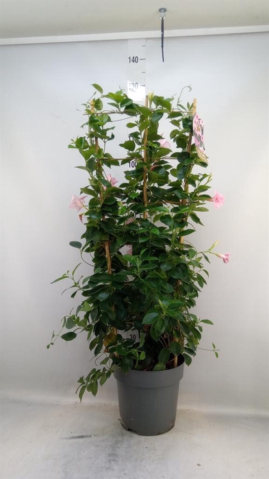 <h4>Mandevilla am. 'Sundav Cream Pink'</h4>