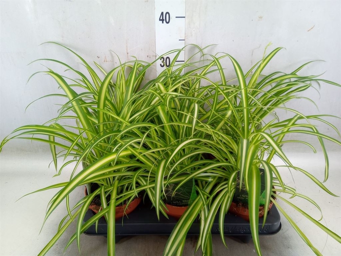 <h4>Chlorophytum  'Atlantic'</h4>