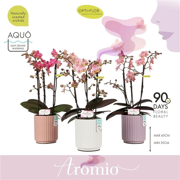 <h4>Phalaenopsis Multifloratypes gemengd 3 kleuren</h4>