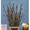 Magnolia Grandi Yellow