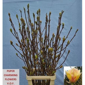 Magnolia Grandi Yellow