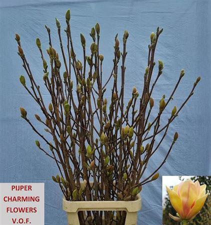 <h4>Magnolia Grandi Yellow</h4>