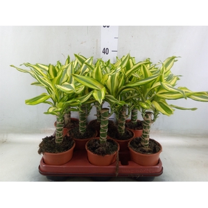 Dracaena frag. 'Yellow Coast'