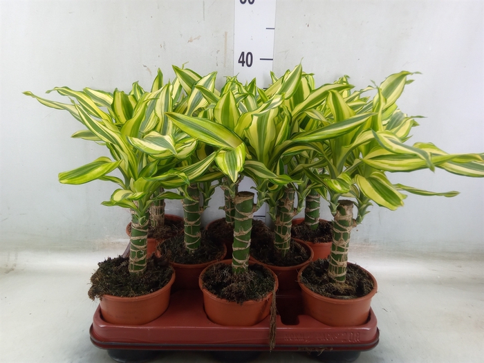 <h4>Dracaena frag. 'Yellow Coast'</h4>