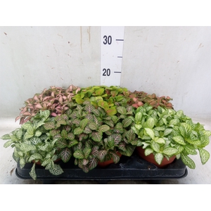 Fittonia   ...mix