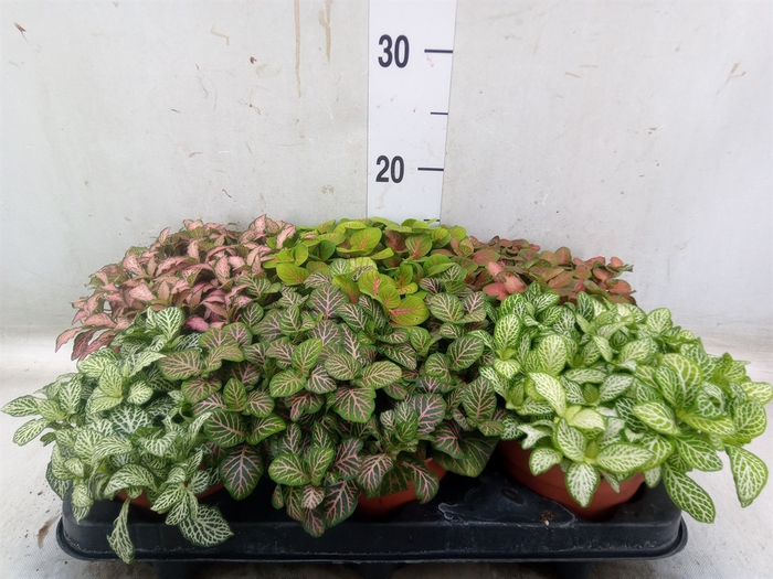 <h4>Fittonia   ...mix</h4>