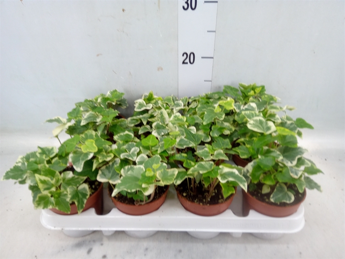 <h4>Hedera helix 'White Wonder'</h4>