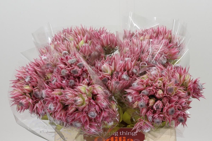 <h4>Blushing Bride Pink 2/5 Flowers</h4>