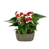 Anthurium Aristo steen ovaal