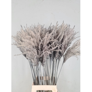 DF Miscanthus 90cm Grey