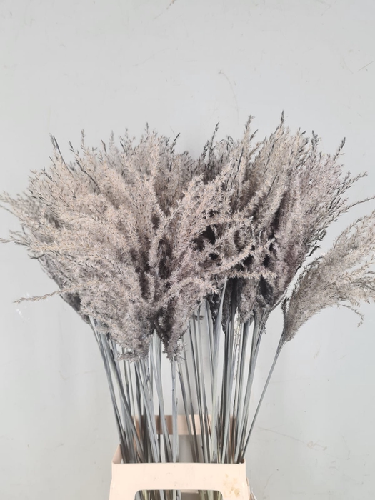 <h4>DF Miscanthus 90cm Grey</h4>