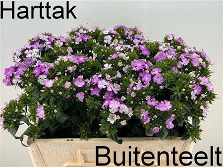 <h4>Di Barb Am Rose</h4>