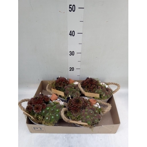 Arr.  Sempervivum L%