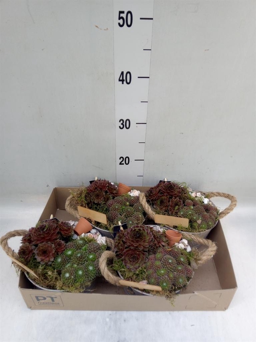 <h4>Arr. Sempervivum L%</h4>