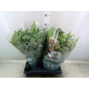 Phlebodium aureum 'Davana'
