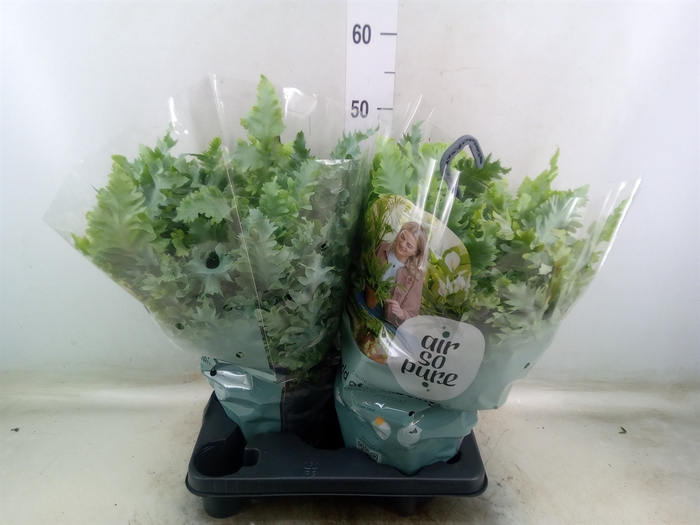 <h4>Phlebodium aureum 'Davana'</h4>