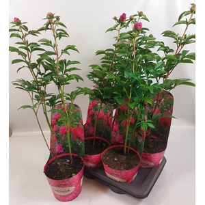 PAEONIA OV