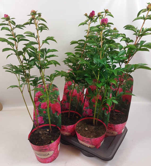 <h4>PAEONIA OV</h4>