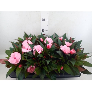 Impatiens NG 'Tamarinda Pink'