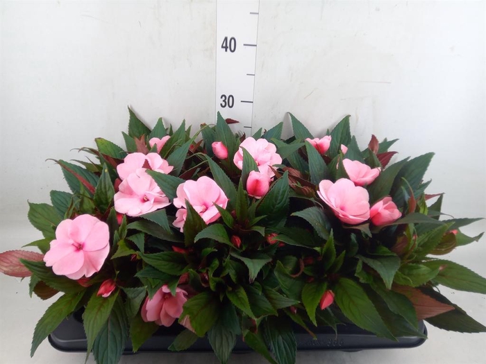 <h4>Impatiens NG 'Tamarinda Pink'</h4>