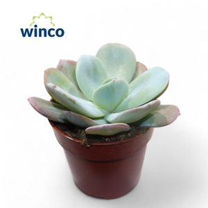 Echeveria Laui Hybride