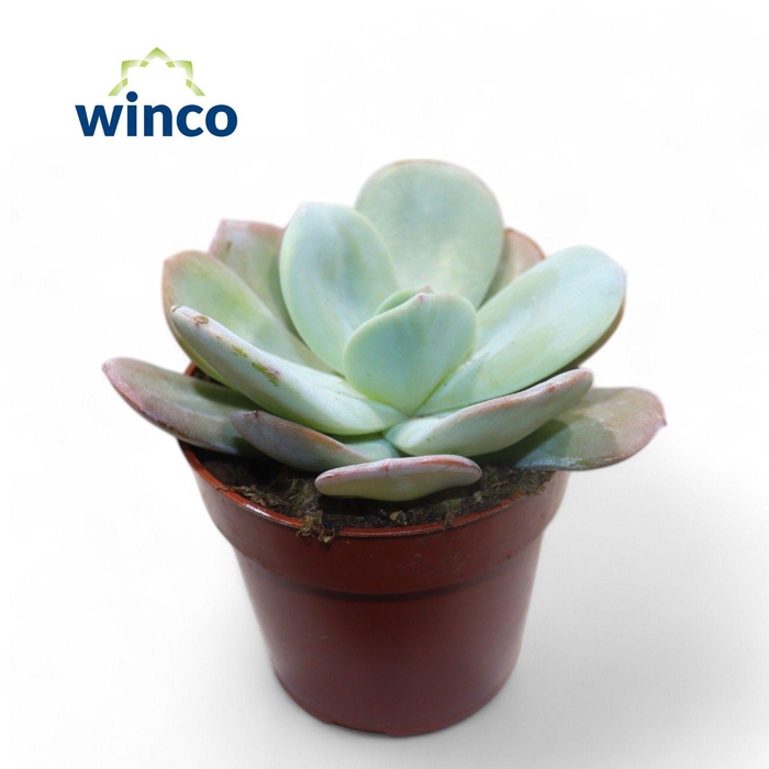 <h4>Echeveria Laui Hybride</h4>